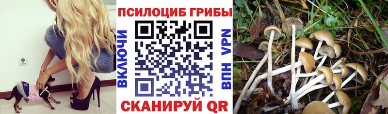 ссылка на мегу как войти  Шенкурск  Галлюциногенные грибы GOLDEN TEACHER 
